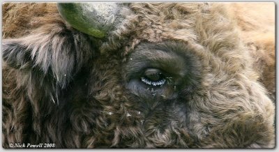 European Bison (Bison bonasus)