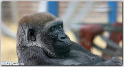Contented Look (Gorilla gorilla)