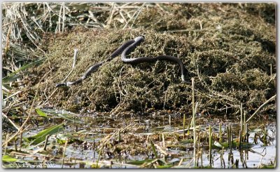 Grass Snake (Natrix natrix)