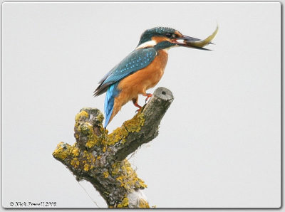 Kingfisher Photos