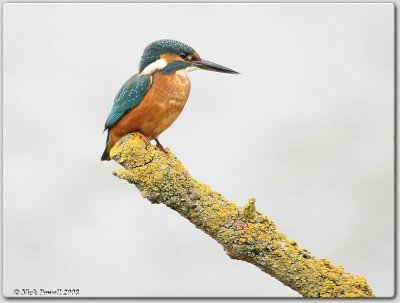 Kingfisher (Alcedo atthis)