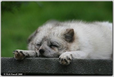 Arctic Fox