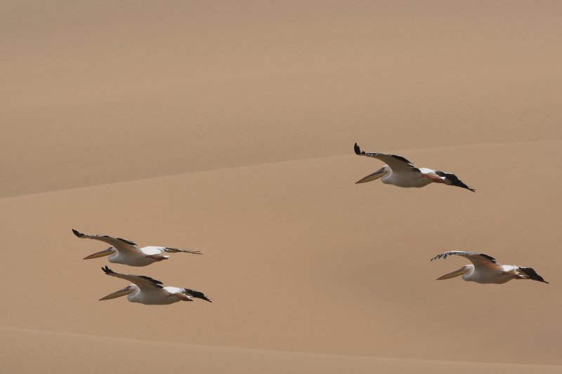 5W4K8259 sandwich pelicans.JPG