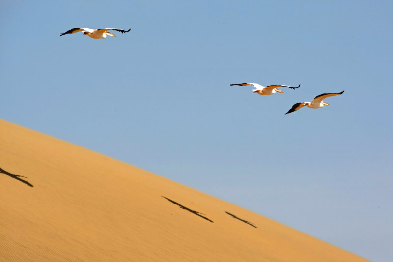 5W4K8426_1 pelicans_edited-1.jpg