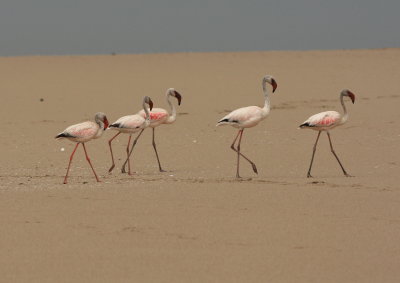 5W4K8256_1 a dry walk flamingo's.JPG