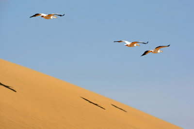 5W4K8426_1 pelicans_edited-1.jpg