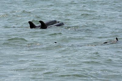 dolphin bottlenose at SWH   5W4K8373_1.jpg