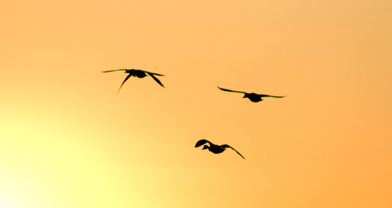 Ducks at dusk