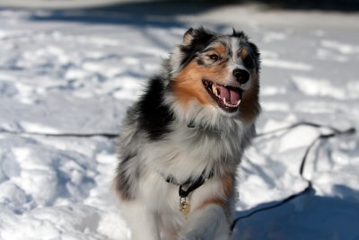 Ash in the snow