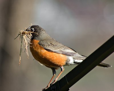 Robin Collecting
