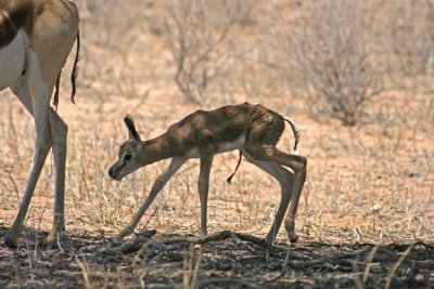 New-born Springbok 1