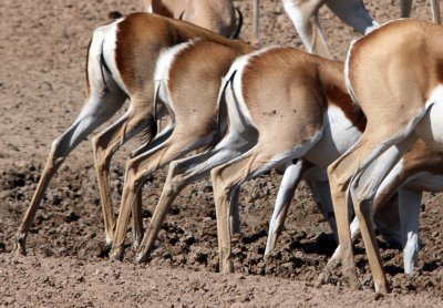 Springbok scrum