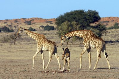 Giraffe family near Mata Mata