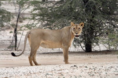 Lioness near Rooiputs Camp