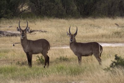 Roan in Hwange 1