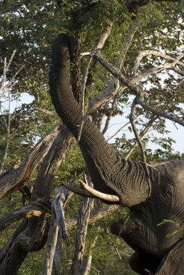 Hwange elephant-  the sweetest leaf is the highest