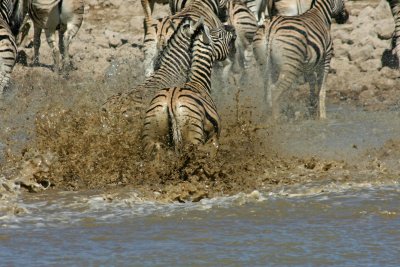 Zebras fighting
