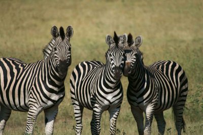 Zebra, Hwange