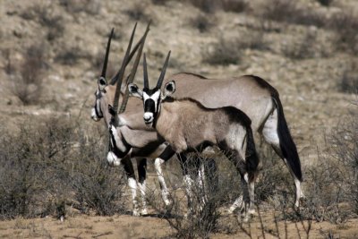 Young gemsbok