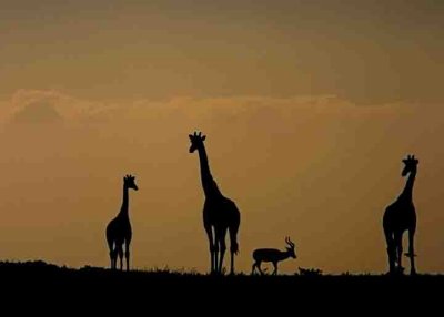 Giraffe silhouettes