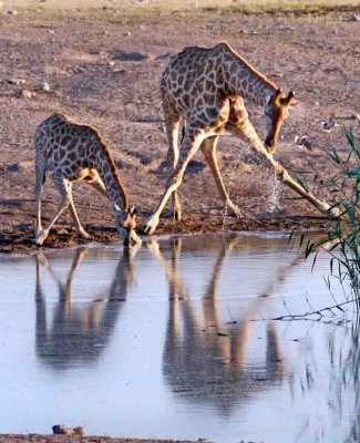 Mom and baby Giraffe