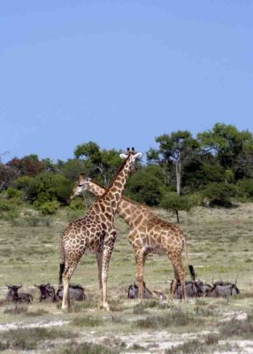 Giraffe and warthog