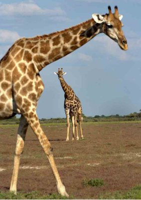 Giraffe