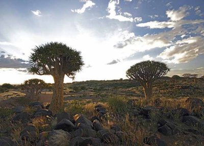 Keetmanshoop Quiver Tree Forest and Giant's Playground