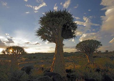 Quiver Tree Forest, Keetmanshoop