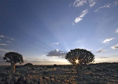 Quiver Tree Forest, Keetmanshoop