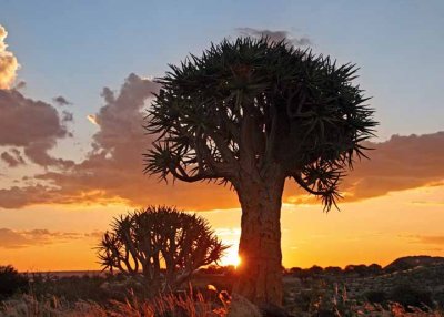 Sunset at the Quiver Tree Forest, Keetmanshoop