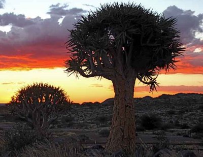 Sunset at the Quiver Tree Forest, Keetmanshoop