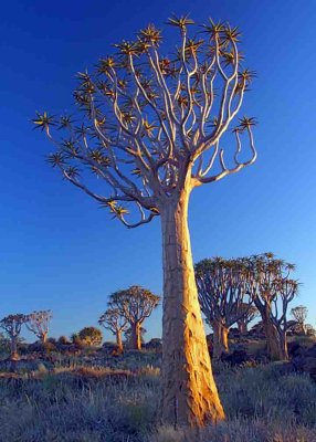 Quiver Tree Forest, Keetmanshoop