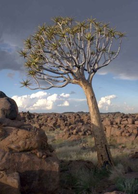 Quiver Tree Forest, Keetmanshoop