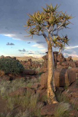 Quiver Tree Forest, Keetmanshoop