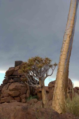 Quiver Tree Forest, Keetmanshoop