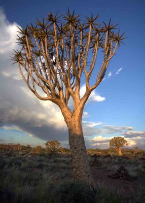 Quiver Tree Forest, Keetmanshoop