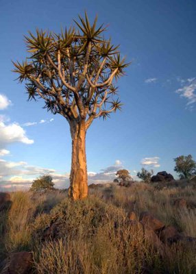 Quiver Tree Forest, Keetmanshoop
