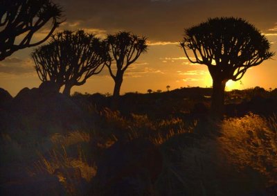 Sunset at theQuiver Tree Forest, Keetmanshoop