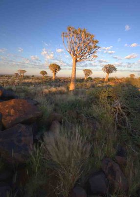Keetmanshoop Quiver Tree Forest and Giant's Playground