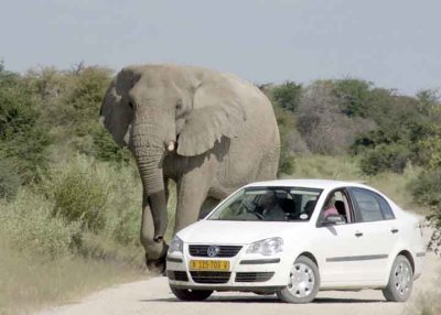 Elephant