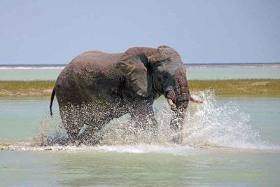 Elephant on the charge