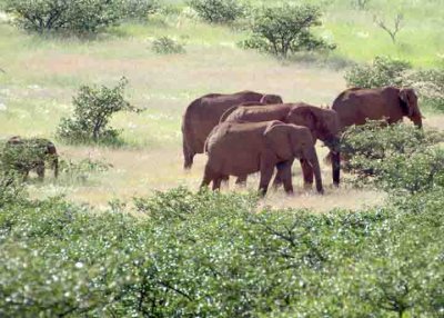 Desert elephants