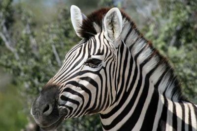 Zebra