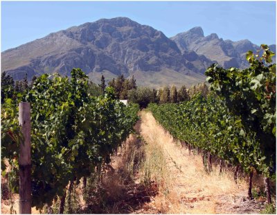 Vineyard at Vindoux Farm, Tulbagh
