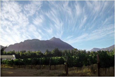 Late afternoon landscape of vineyards of Vindoux, Tulbagh