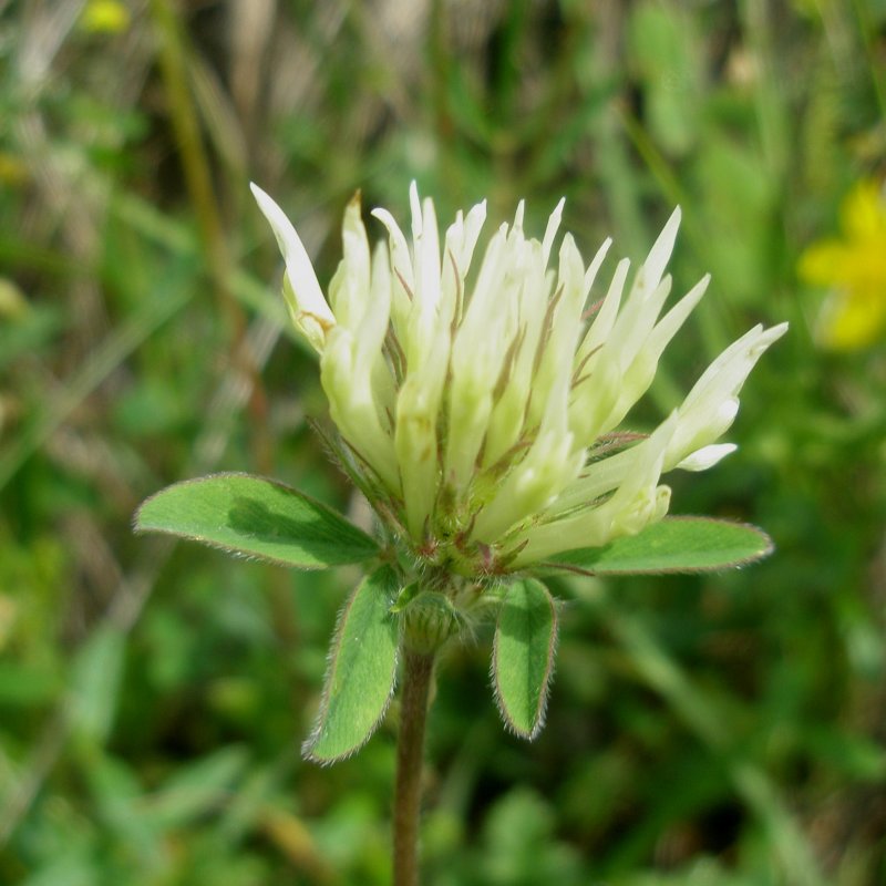 Trifolium ochroleucon