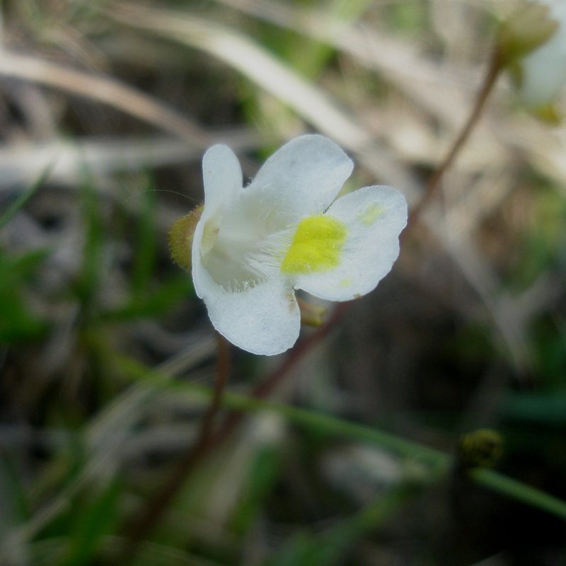 Grassette des Alpes