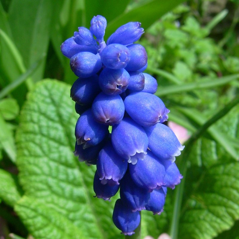 Muscari  grappe