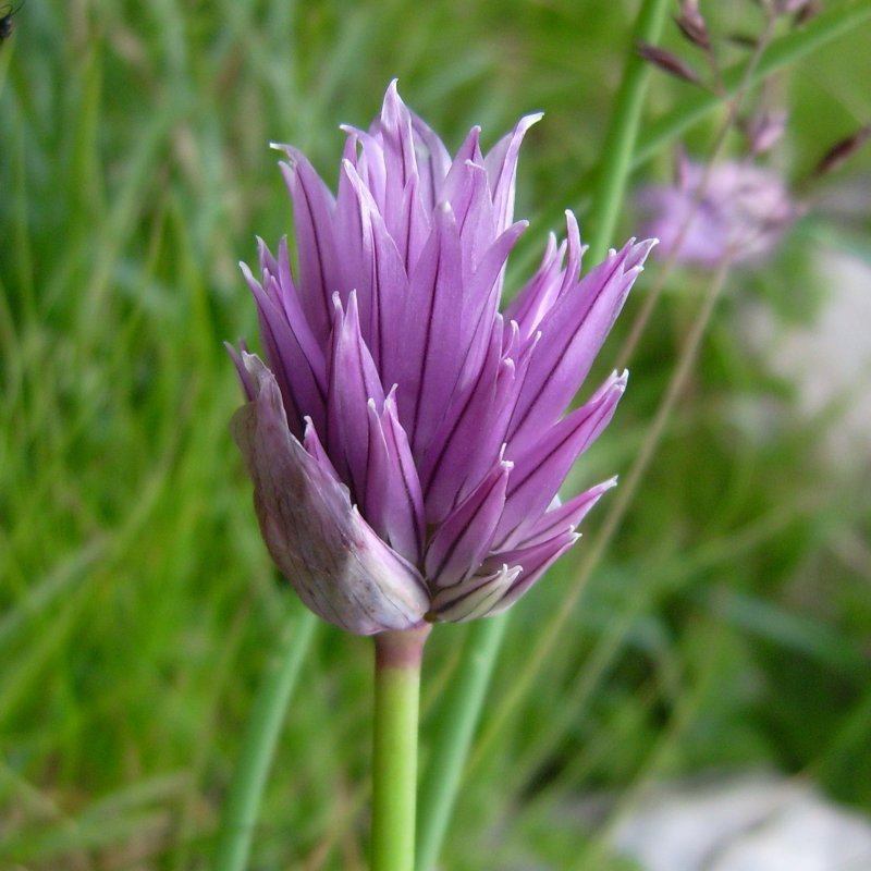 Allium oleraceum